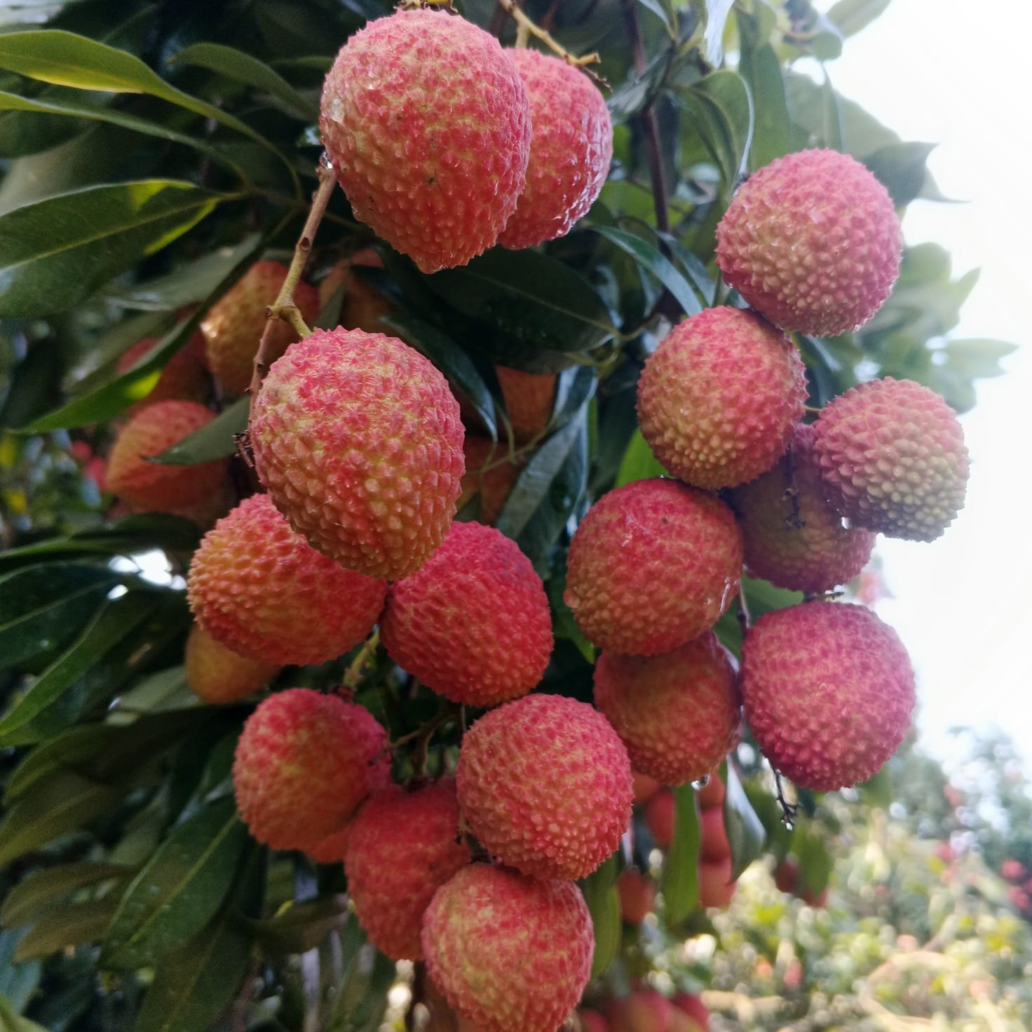 চায়না ৩ লিচু